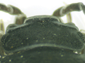 Armadillidium depressum